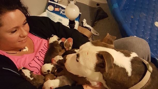 One By One, Dog Lovingly Puts Her Newborn Puppies Into Her Foster Mom’s Lap - picture 2