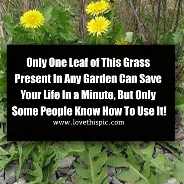 Only One Leaf of This Grass Present In Any Garden Can Save Your Life In a Minute, But Only Some People Know How To Use It!