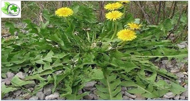 Only One Leaf of This Grass Present In Any Garden Can Save Your Life In a Minute, But Only Some People Know How To Use It! - picture 2