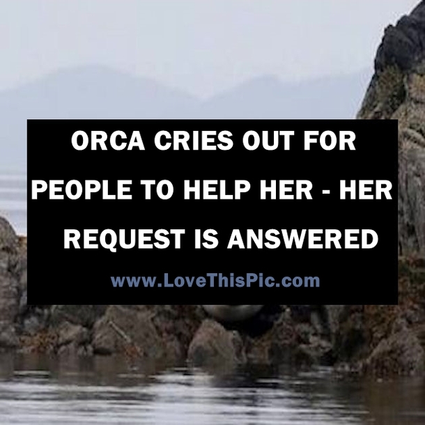 Orca Cries Out For People To Help Her – Her Request Is Answered. Watch What Follows…..