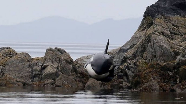 Orca Cries Out For People To Help Her – Her Request Is Answered. Watch What Follows….. - picture 2