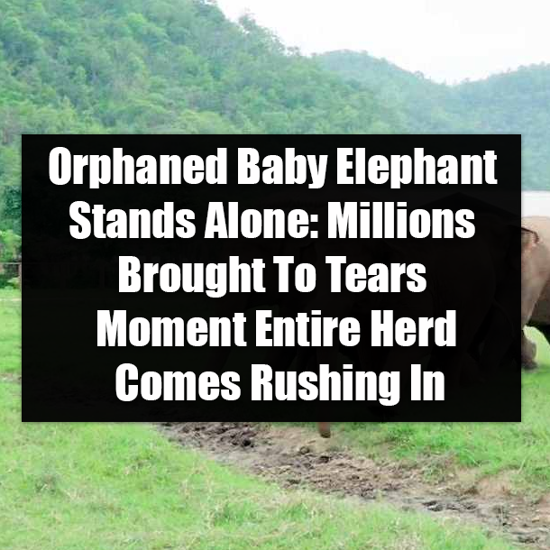 Orphaned Baby Elephant Stands Alone: Millions Brought To Tears Moment Entire Herd Comes Rushing In