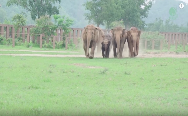 Orphaned Baby Elephant Stands Alone: Millions Brought To Tears Moment Entire Herd Comes Rushing In - picture 2