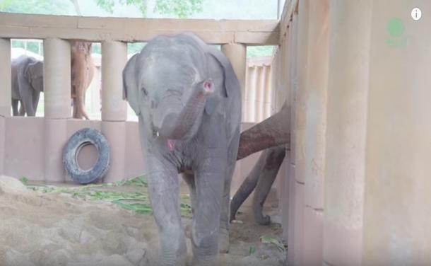 Orphaned Baby Elephant Stands Alone: Millions Brought To Tears Moment Entire Herd Comes Rushing In - picture 3