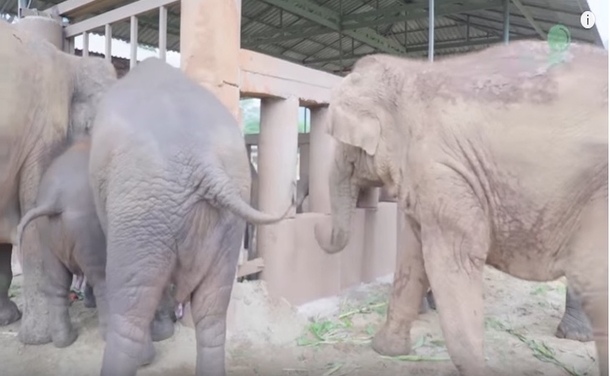 Orphaned Baby Elephant Stands Alone: Millions Brought To Tears Moment Entire Herd Comes Rushing In - picture 4