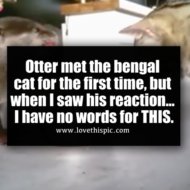 Otter met the bengal cat for the first time, but when I saw his reaction… I have no words for THIS.