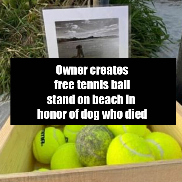 Owner creates free tennis ball stand on beach in honor of dog who died