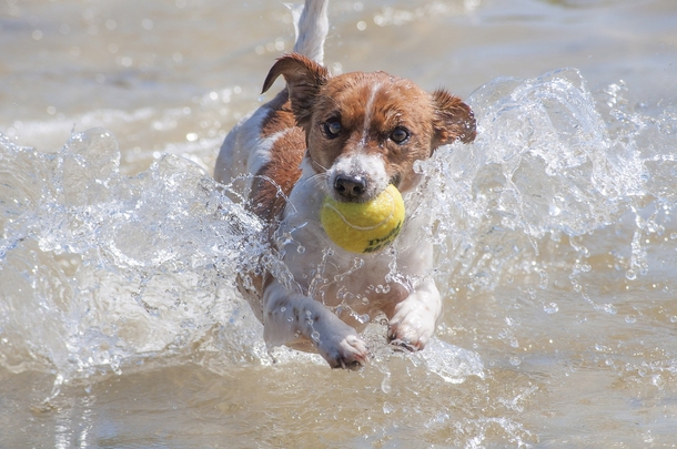 Owner creates free tennis ball stand on beach in honor of dog who died - picture 3