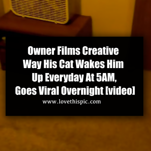 Owner Films Creative Way His Cat Wakes Him Up Everyday At 5AM, Goes Viral Overnight [video]