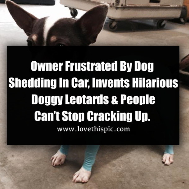 Owner Frustrated By Dog Shedding In Car, Invents Hilarious Doggy Leotards & People Can’t Stop Cracking Up.