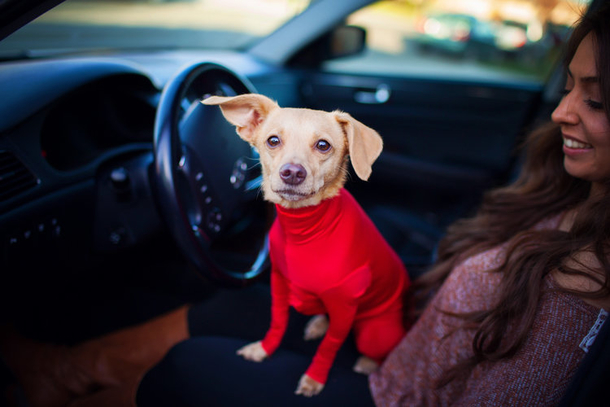 Owner Frustrated By Dog Shedding In Car, Invents Hilarious Doggy Leotards & People Can’t Stop Cracking Up. - picture 2