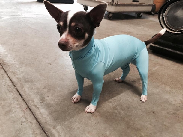 Owner Frustrated By Dog Shedding In Car, Invents Hilarious Doggy Leotards & People Can’t Stop Cracking Up. - picture 3