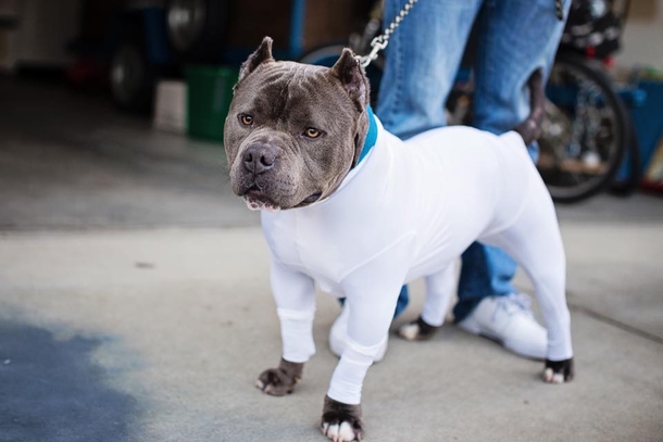 Owner Frustrated By Dog Shedding In Car, Invents Hilarious Doggy Leotards & People Can’t Stop Cracking Up. - picture 4