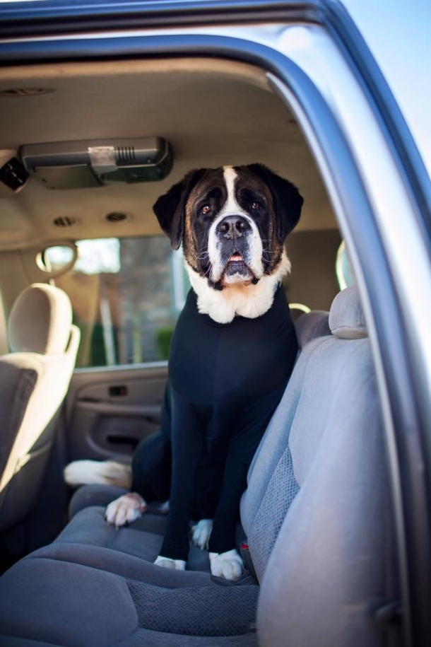 Owner Frustrated By Dog Shedding In Car, Invents Hilarious Doggy Leotards & People Can’t Stop Cracking Up. - picture 5