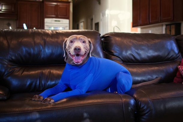 Owner Frustrated By Dog Shedding In Car, Invents Hilarious Doggy Leotards & People Can’t Stop Cracking Up. - picture 6