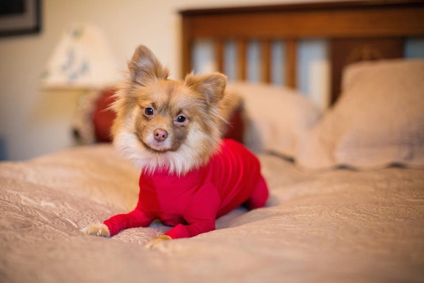 Owner Frustrated By Dog Shedding In Car, Invents Hilarious Doggy Leotards & People Can’t Stop Cracking Up. - picture 7