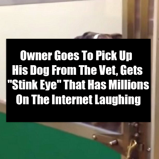 Owner Goes To Pick Up His Dog From The Vet, Gets "Stink Eye" That Has Millions On The Internet Laughing