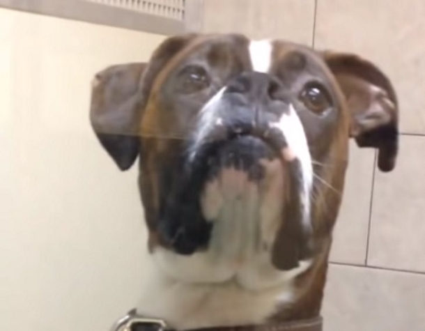Owner Goes To Pick Up His Dog From The Vet, Gets "Stink Eye" That Has Millions On The Internet Laughing - picture 2