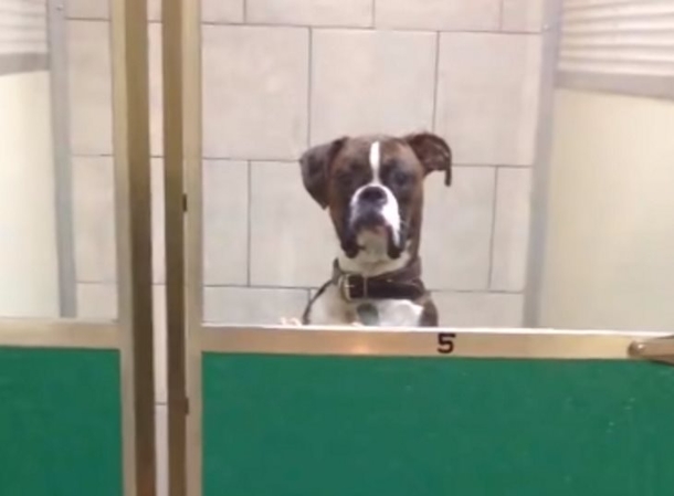 Owner Goes To Pick Up His Dog From The Vet, Gets "Stink Eye" That Has Millions On The Internet Laughing - picture 3