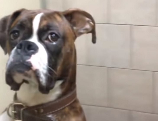 Owner Goes To Pick Up His Dog From The Vet, Gets "Stink Eye" That Has Millions On The Internet Laughing - picture 4