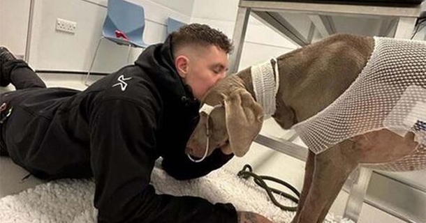 Owner left with $20,000 vet bill refuses to let dog die, raises money to save her life - picture 2