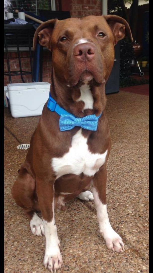 Owner Takes Pit Bull Off Leash, A Loud Scream Erupts Seconds Later And He Takes Off Running - picture 2