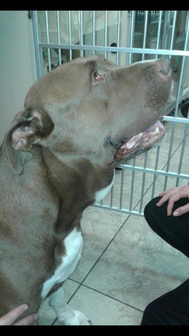 Owner Takes Pit Bull Off Leash, A Loud Scream Erupts Seconds Later And He Takes Off Running - picture 3