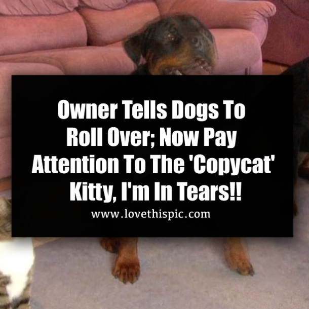 Owner Tells Dogs To Roll Over; Now Pay Attention To The 'Copycat' Kitty, I'm In Tears!!