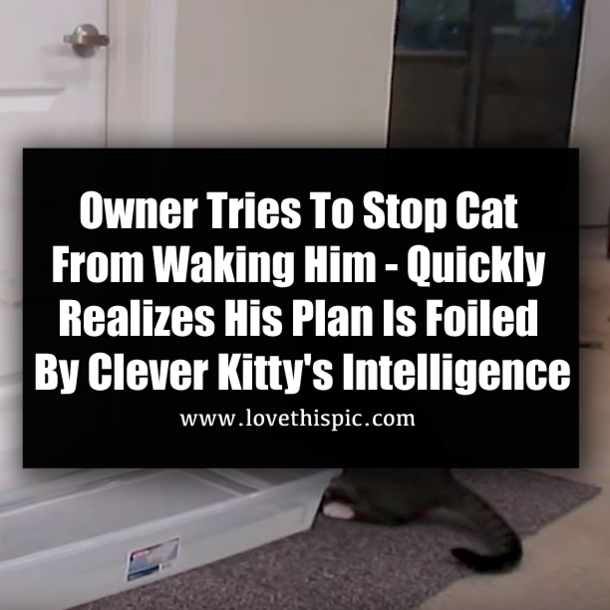 Owner Tries To Stop Cat From Waking Him - Quickly Realizes His Plan Is Foiled By Clever Kitty's Intelligence