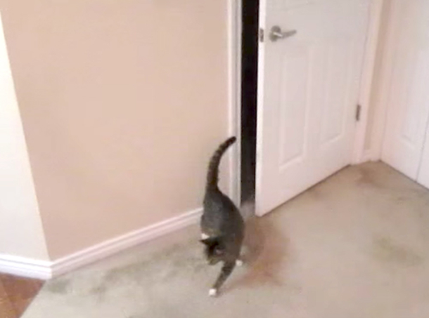 Owner Tries To Stop Cat From Waking Him - Quickly Realizes His Plan Is Foiled By Clever Kitty's Intelligence - picture 3