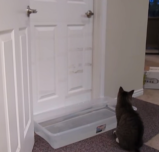 Owner Tries To Stop Cat From Waking Him - Quickly Realizes His Plan Is Foiled By Clever Kitty's Intelligence - picture 4