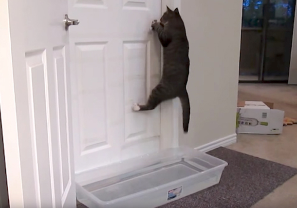 Owner Tries To Stop Cat From Waking Him - Quickly Realizes His Plan Is Foiled By Clever Kitty's Intelligence - picture 5