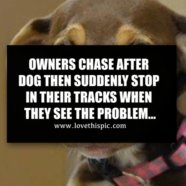 OWNERS CHASE AFTER DOG THEN SUDDENLY STOP IN THEIR TRACKS WHEN THEY SEE THE PROBLEM…