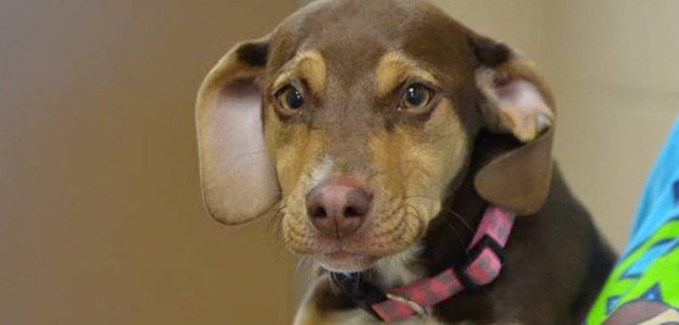 OWNERS CHASE AFTER DOG THEN SUDDENLY STOP IN THEIR TRACKS WHEN THEY SEE THE PROBLEM… - picture 2