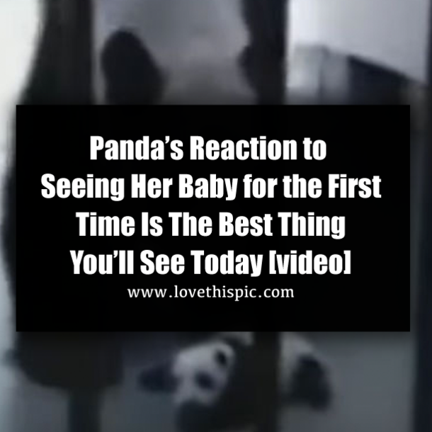 Panda’s Reaction to Seeing Her Baby for the First Time Is The Best Thing You’ll See Today [video]