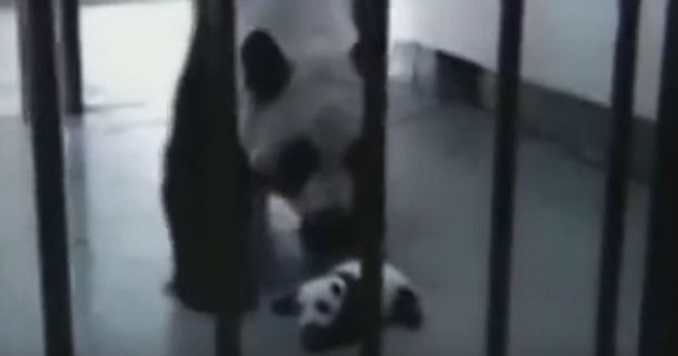 Panda’s Reaction to Seeing Her Baby for the First Time Is The Best Thing You’ll See Today [video] - picture 2