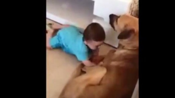 Parents Allow Young Baby To Play Around With Dog, He Pays The Price (Video) - picture 2