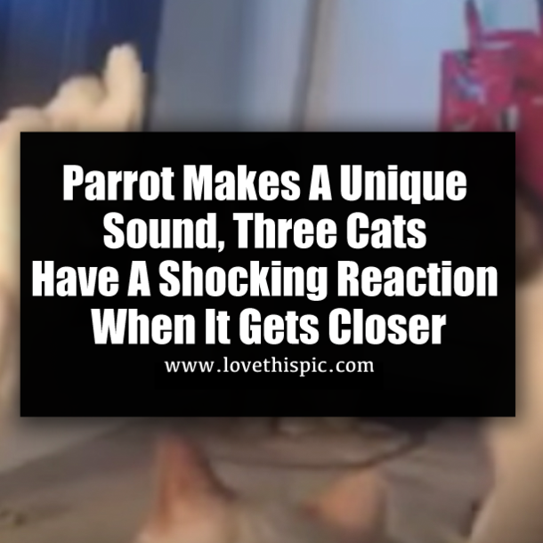 Parrot Makes A Unique Sound, Three Cats Have A Shocking Reaction When It Gets Closer