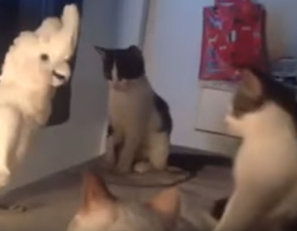 Parrot Makes A Unique Sound, Three Cats Have A Shocking Reaction When It Gets Closer - picture 2