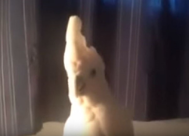 Parrot Makes A Unique Sound, Three Cats Have A Shocking Reaction When It Gets Closer - picture 3