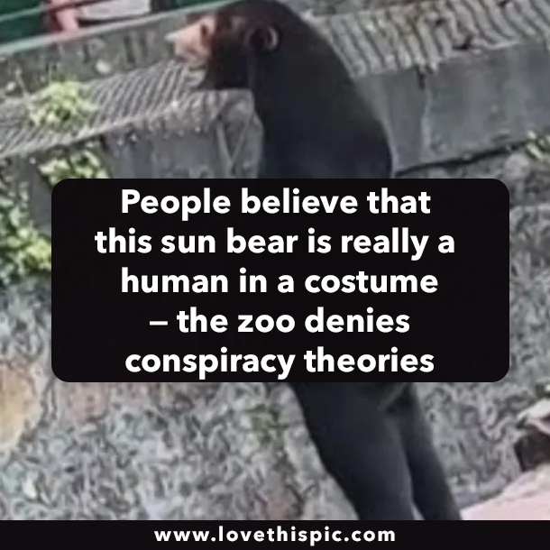 People believe that this sun bear is really a human in a costume — the zoo denies conspiracy theories