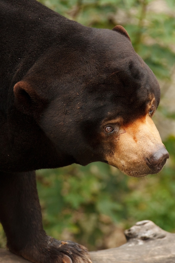 People believe that this sun bear is really a human in a costume — the zoo denies conspiracy theories - picture 2