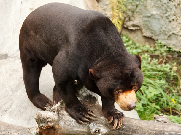 People believe that this sun bear is really a human in a costume — the zoo denies conspiracy theories - picture 3
