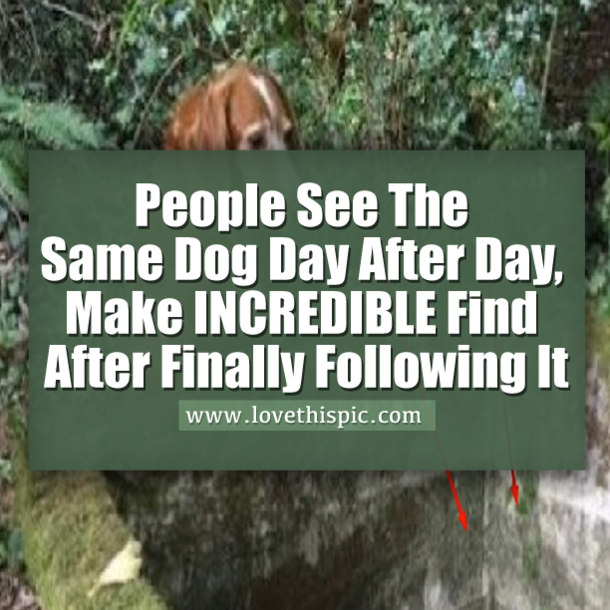 People See The Same Dog Day After Day, Make INCREDIBLE Find After Finally Following It