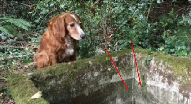 People See The Same Dog Day After Day, Make INCREDIBLE Find After Finally Following It - picture 2