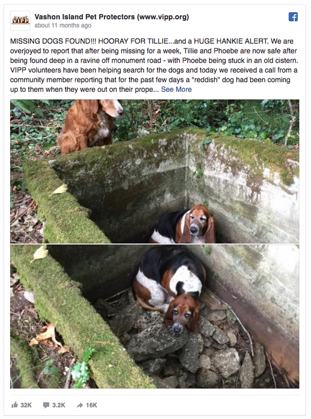 People See The Same Dog Day After Day, Make INCREDIBLE Find After Finally Following It - picture 3