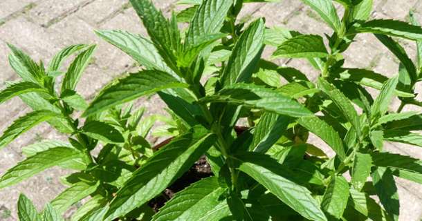 Peppermint Isn't Just Made For Tea, Here's 8 Ways To Use It Around The House - picture 2