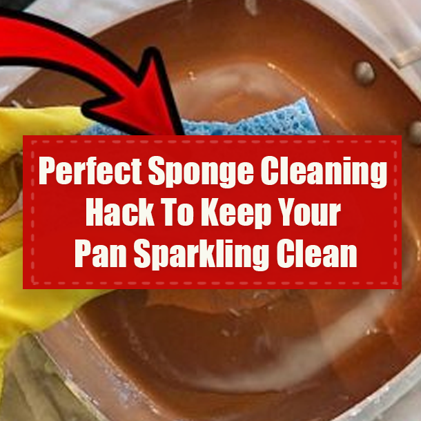 Perfect Sponge Cleaning Hack To Keep Your Pan Sparkling Clean
