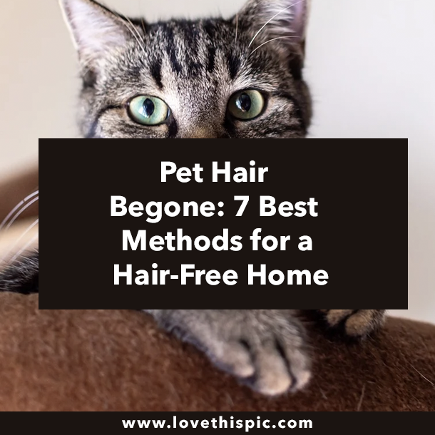 Pet Hair Begone: 7 Best Methods for a Hair-Free Home