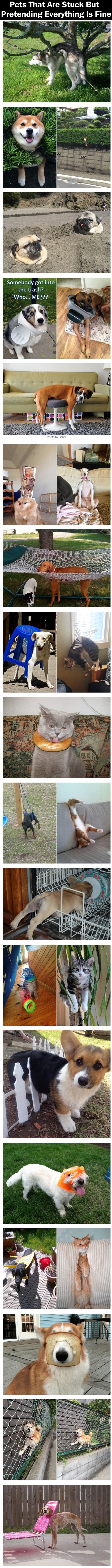 Pets That Are Stuck But Pretending Everything Is Fine
